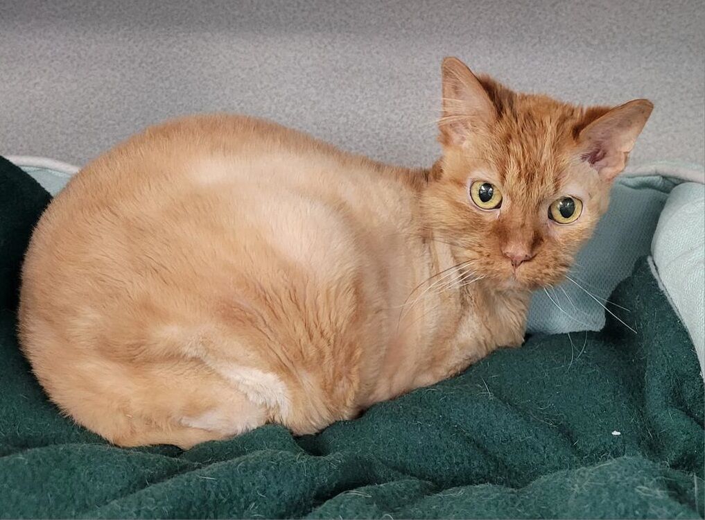 Pet of the Week: Happy
